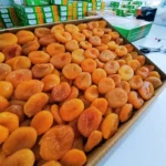 kucuk-boy-sari-kayisii