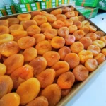 orta-boy-sari-kayisi