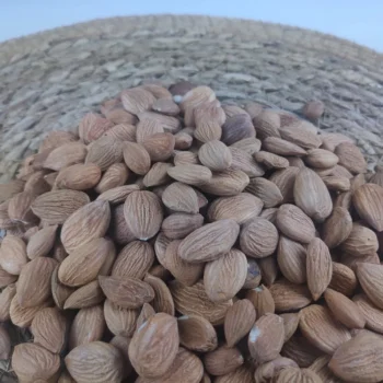 Acı Kayısı Çekirdeği